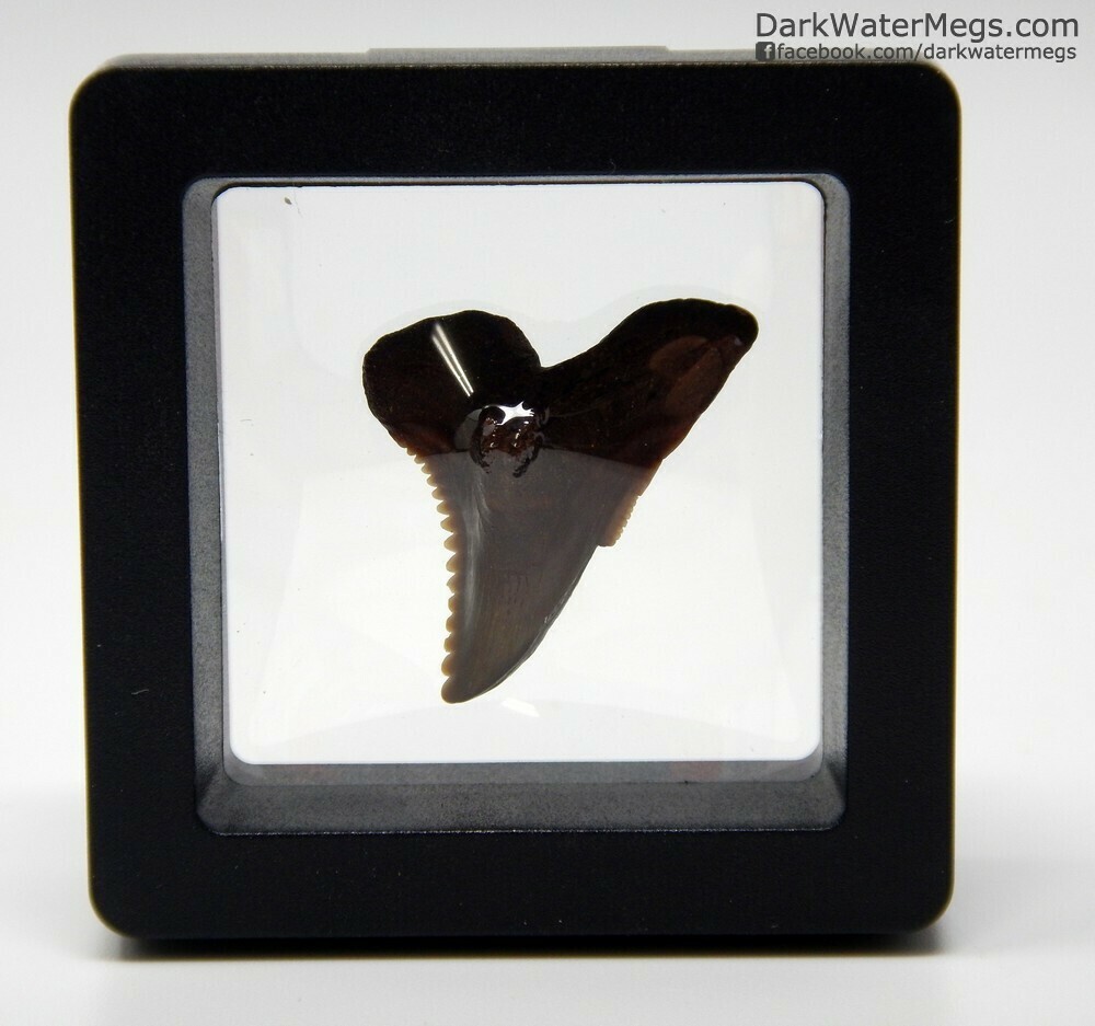 1.18&quot; red hemipristis / snaggle tooth in floating frame
