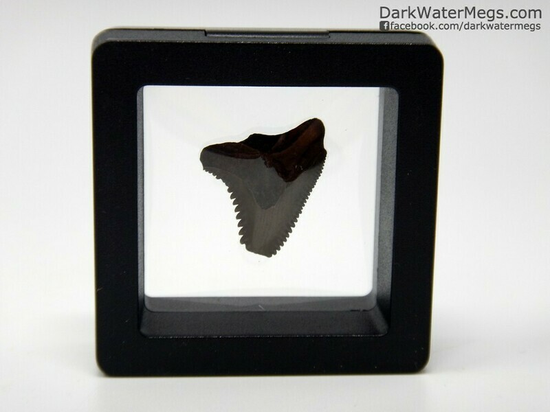 .90&quot; dark brown hemipristis / snaggle in floating frame