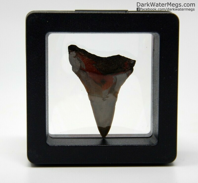 1.34&quot; sharp Mako tooth