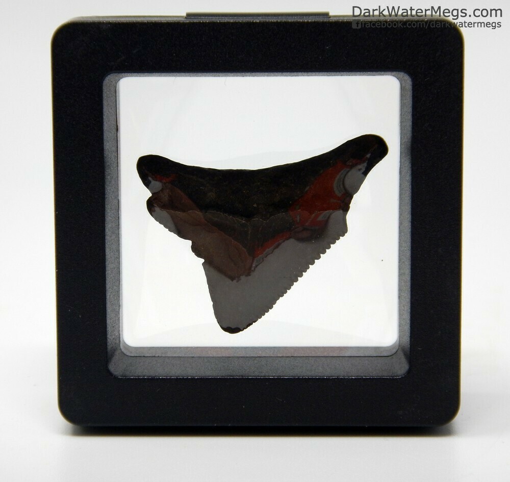 1.24&quot; posterior In Floating Frame