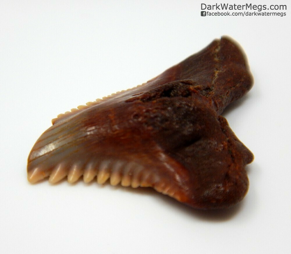 .95&quot; dark red hemipristis / snaggle  in floating frame