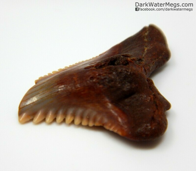 .95&quot; dark red hemipristis / snaggle  in floating frame