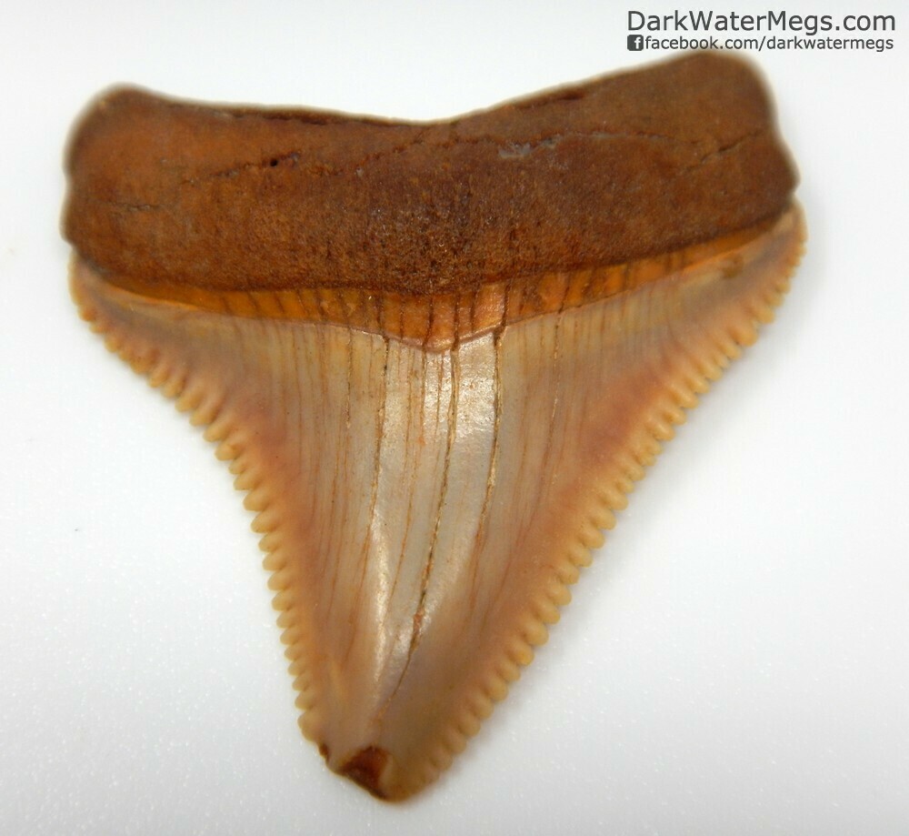 1.30&quot; red and orange megalodon In Floating Frame