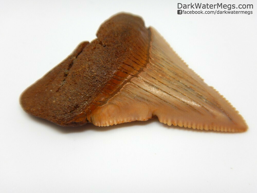 1.47&quot; sharp orange megalodon In Floating Frame
