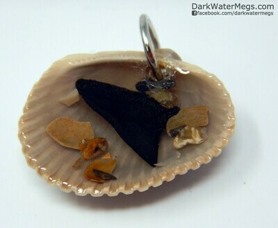 Small Fossil Tooth and Seashell Necklace With Shells
