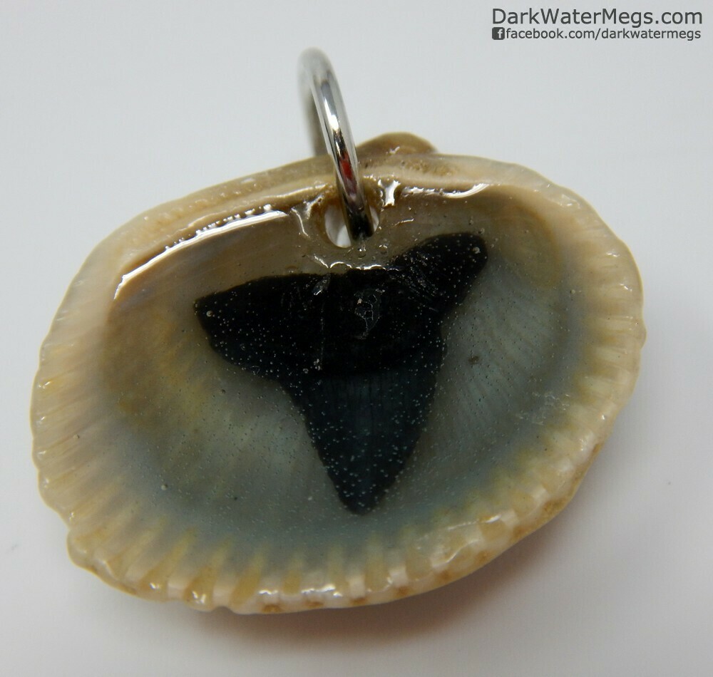 Small Fossil Tooth and Bluish Seashell Necklace