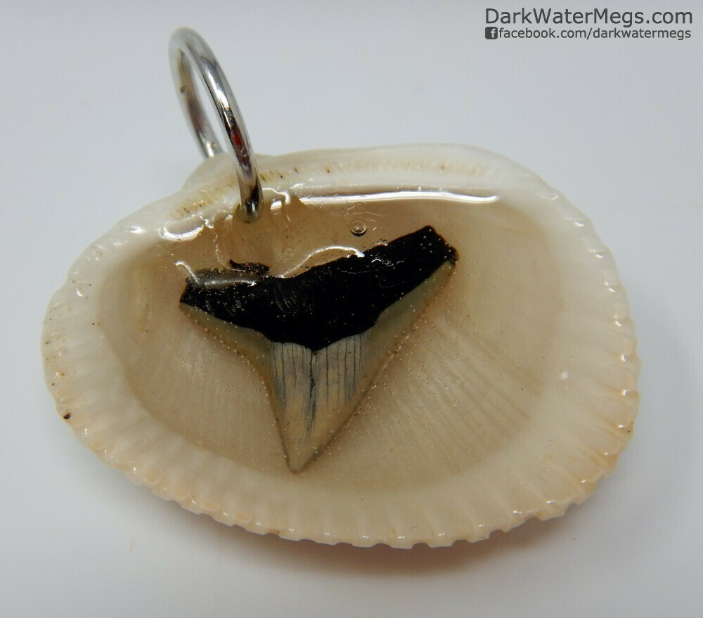 Small Light Blade Fossil Tooth and Seashell Necklace