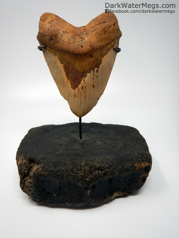 5.55&quot; giant orange megalodon tooth on stand
