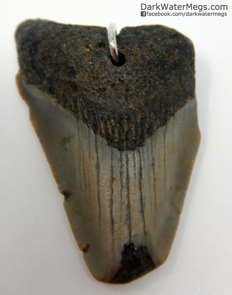 1.84&quot; Bargain Megalodon Necklace