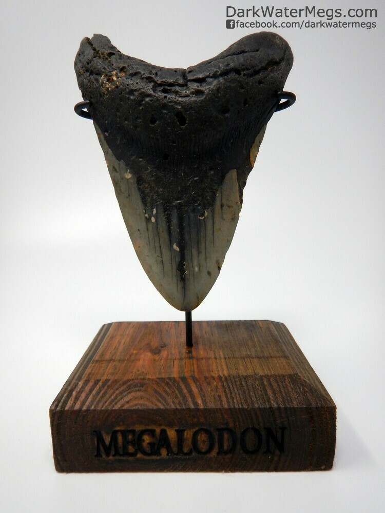 5.86&quot; huge megalodon tooth on stand