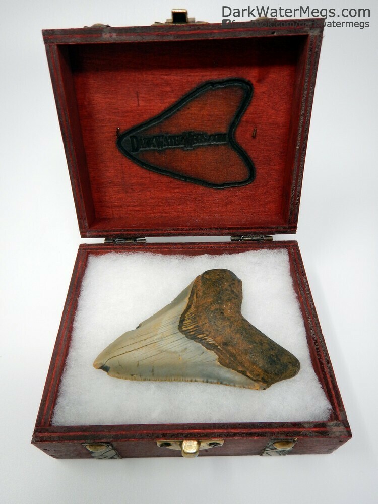3.93&quot; megalodon tooth in box
