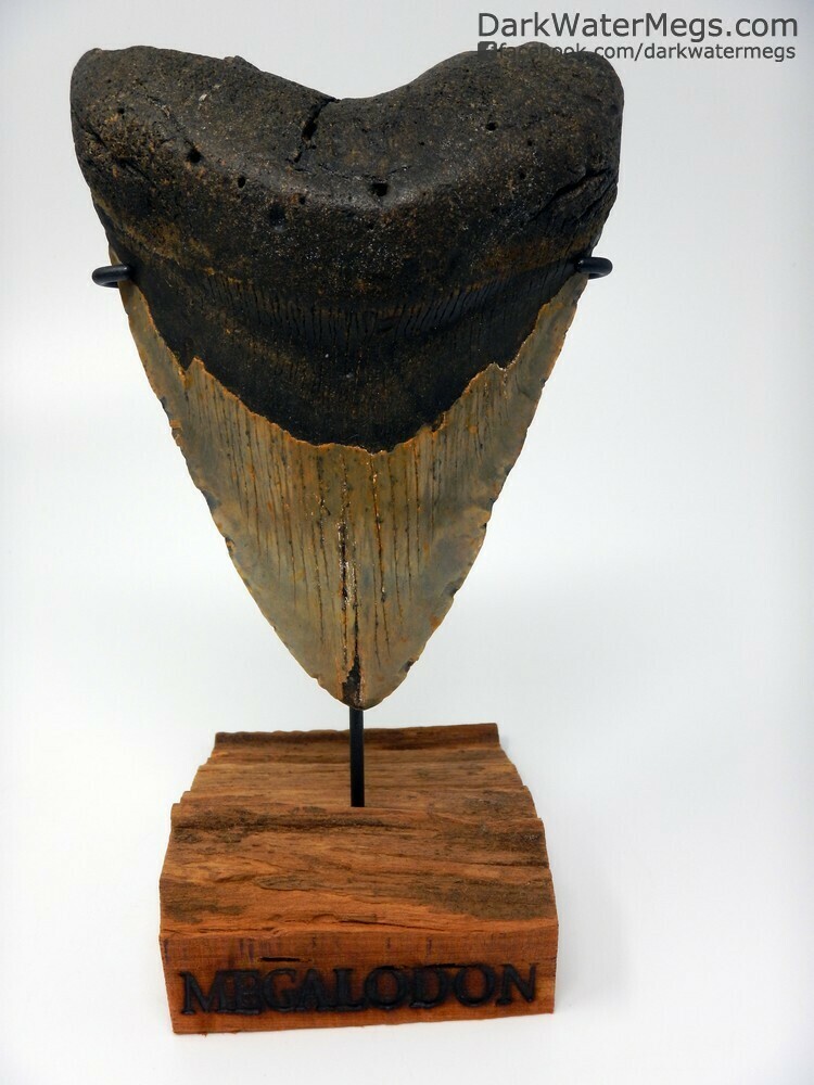 5.74&quot; giant megalodon tooth on stand