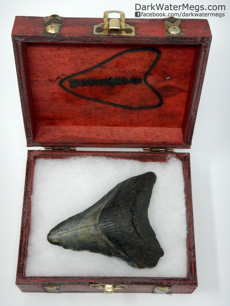 3.97&quot; Dark megalodon tooth in box