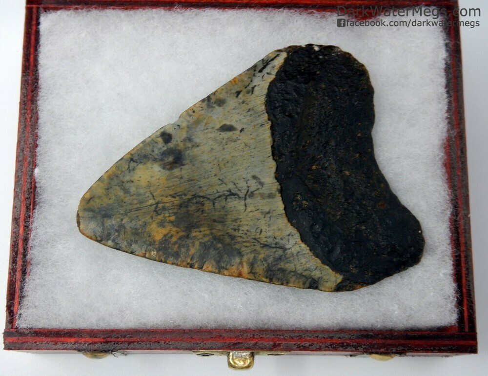 3.88&quot; patterned blade megalodon tooth in box