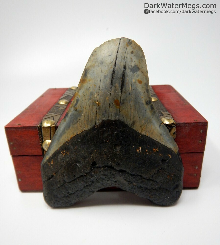 4.59&quot; megalodon tooth in box