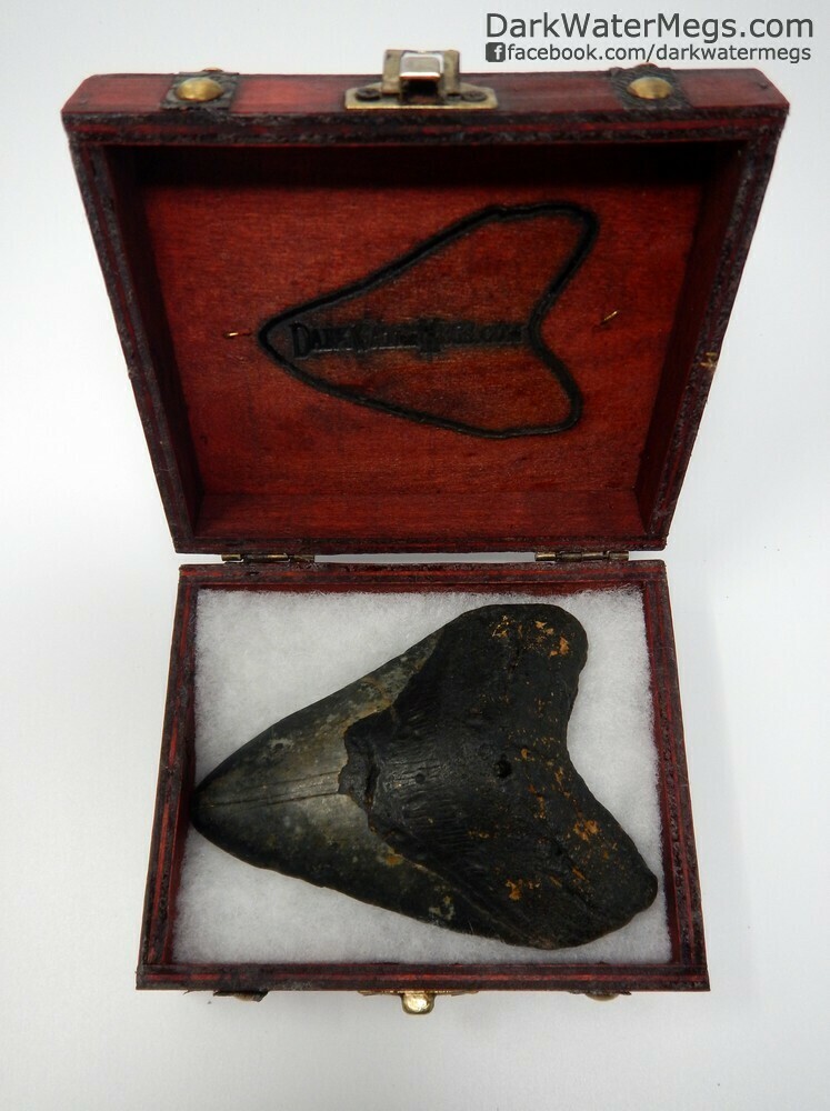 4.64&quot; dark megalodon tooth in box