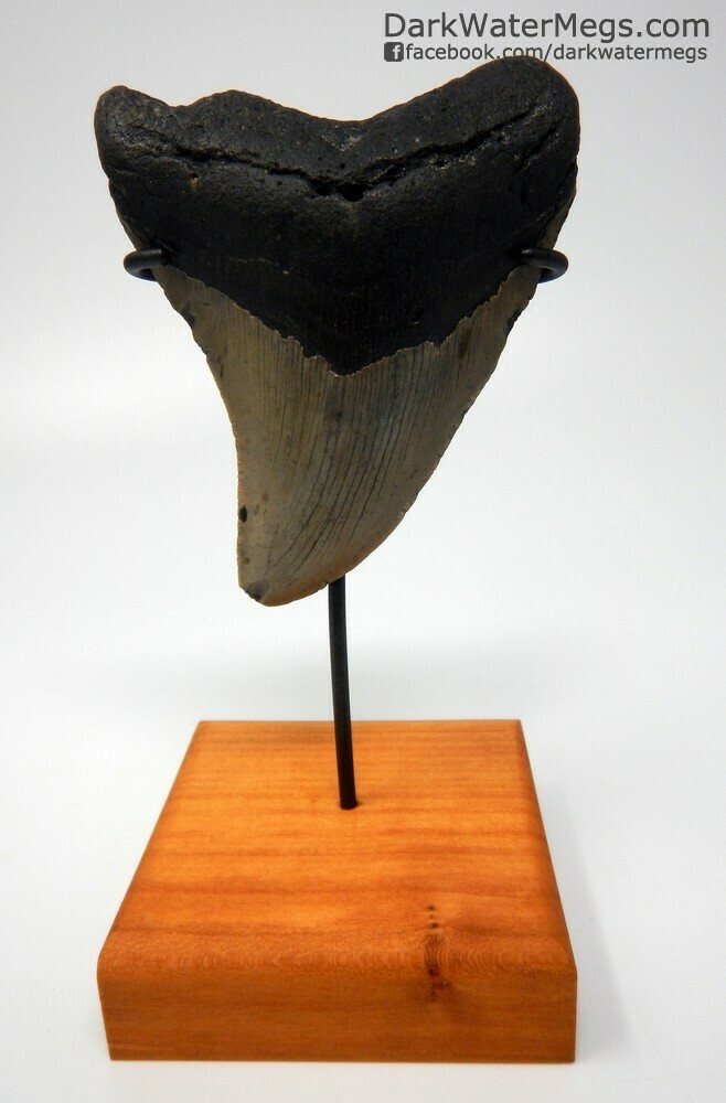 4.23&quot; beautiful curved megalodon tooth on stand