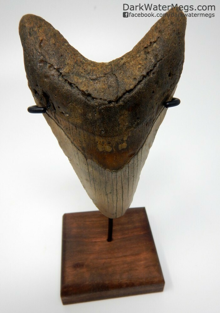 4.72&quot; nice lower megalodon tooth