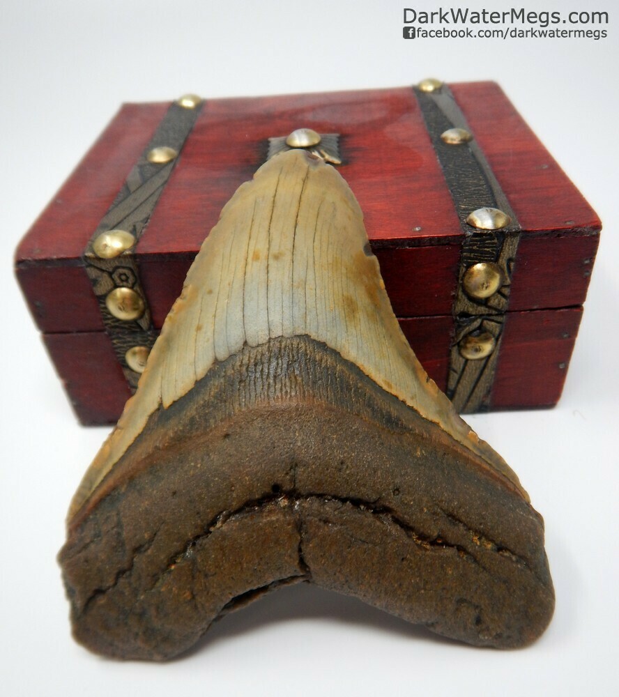 4.39&quot; gold colored megalodon tooth in treasure chest