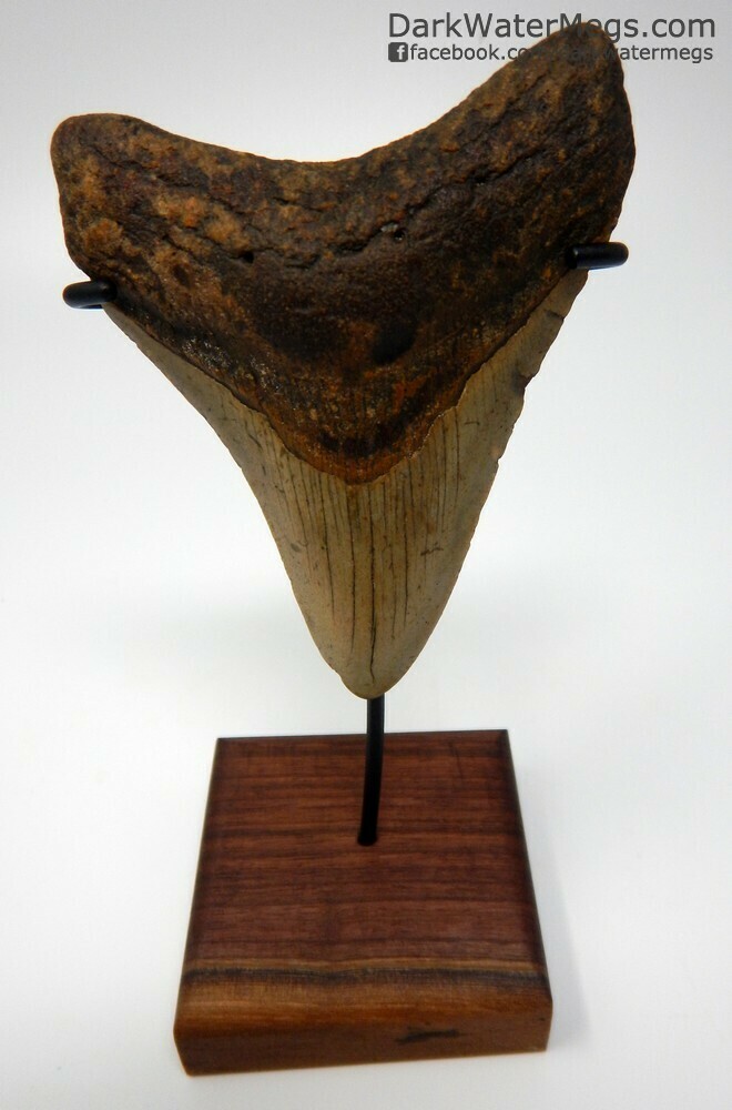 4.06&quot; beautiful megalodon tooth