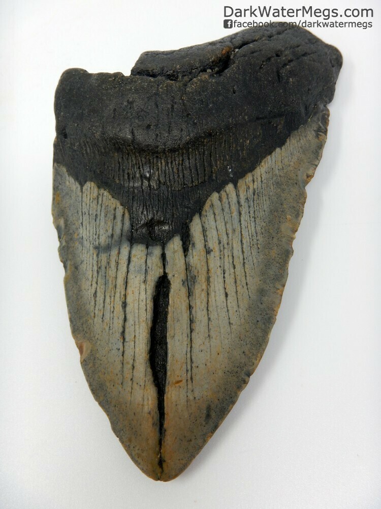 5.52&quot; Large Megalodon Tooth