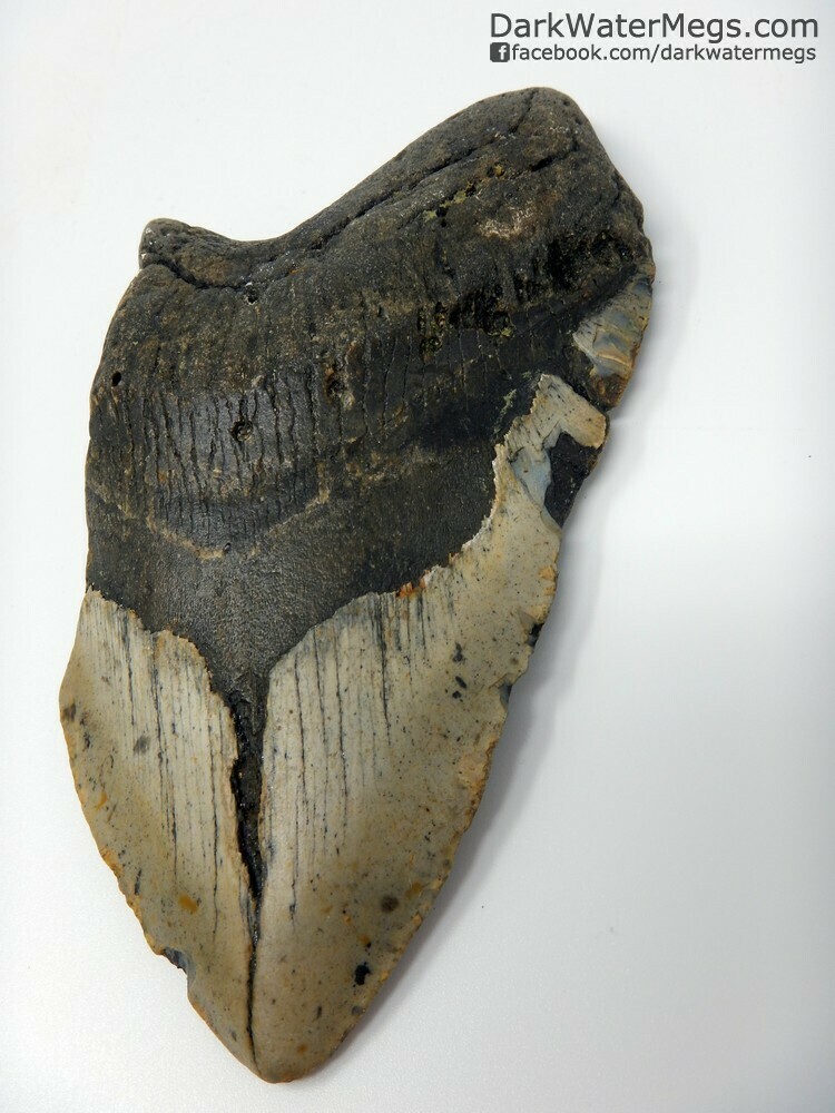 5.30&quot; Very Large Megalodon Tooth
