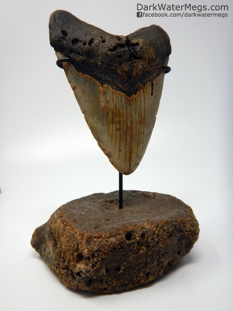5.69&quot; Very Large Megalodon Tooth On Fossil Stand