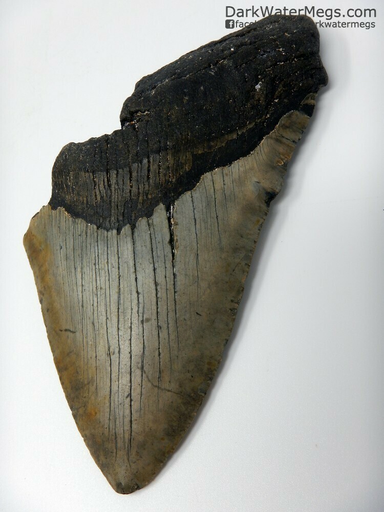 5.34&quot; Big Megalodon Tooth