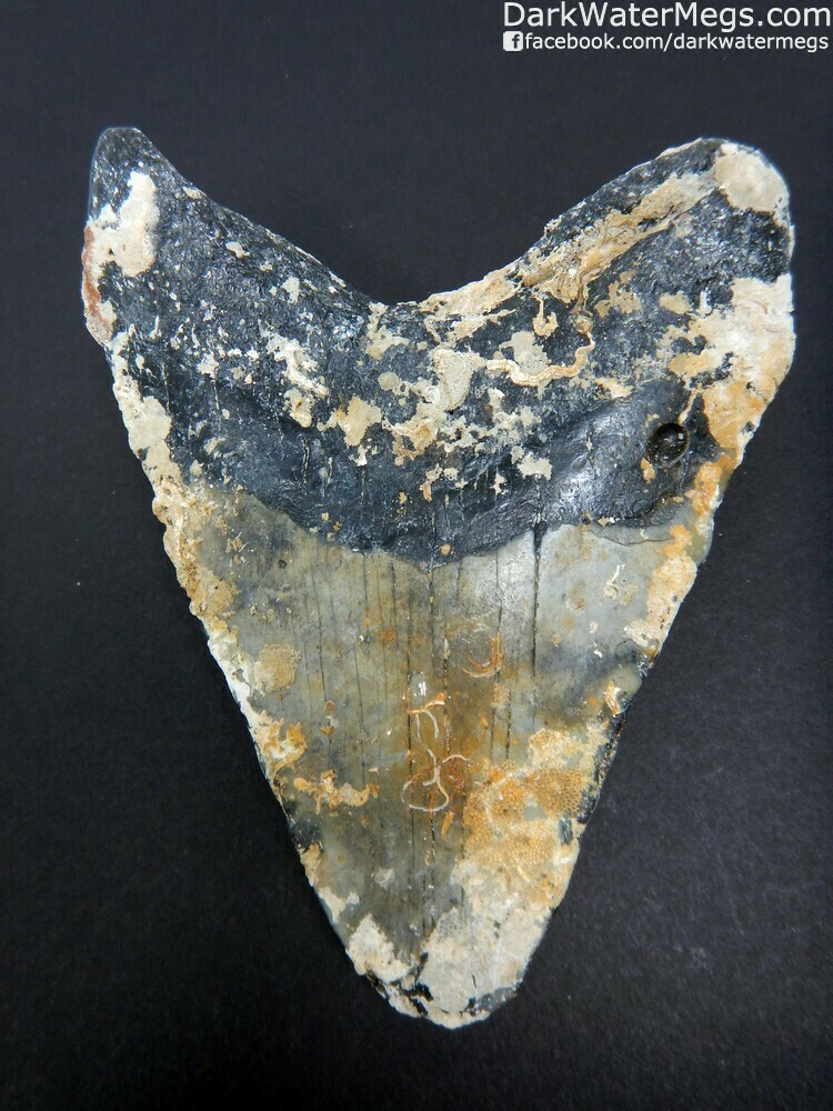 5.17&quot; Uncleaned Black and Grey Megalodon Tooth