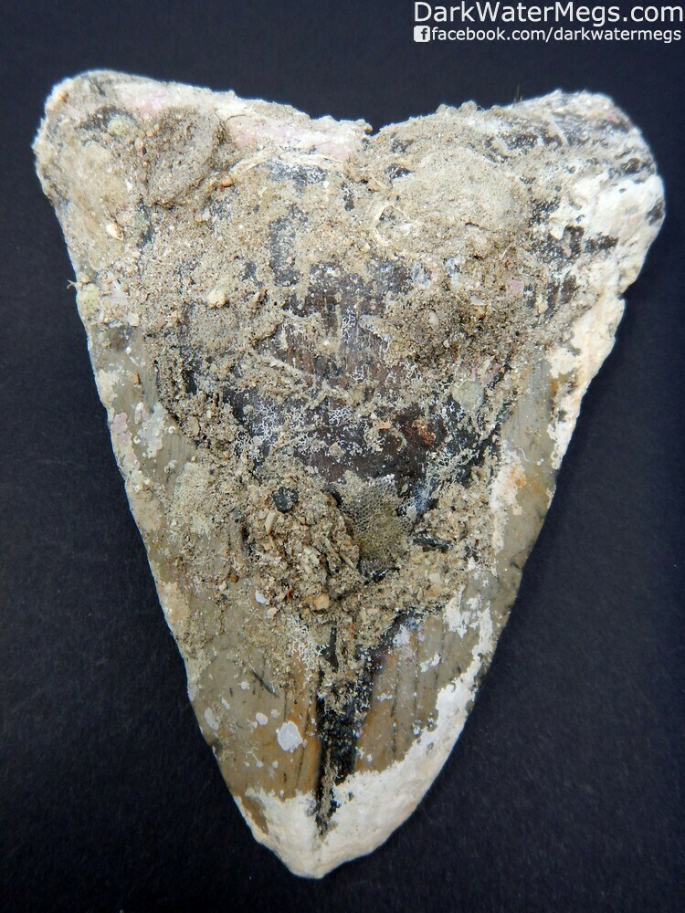 5.59&quot; Uncleaned Large Megalodon Tooth