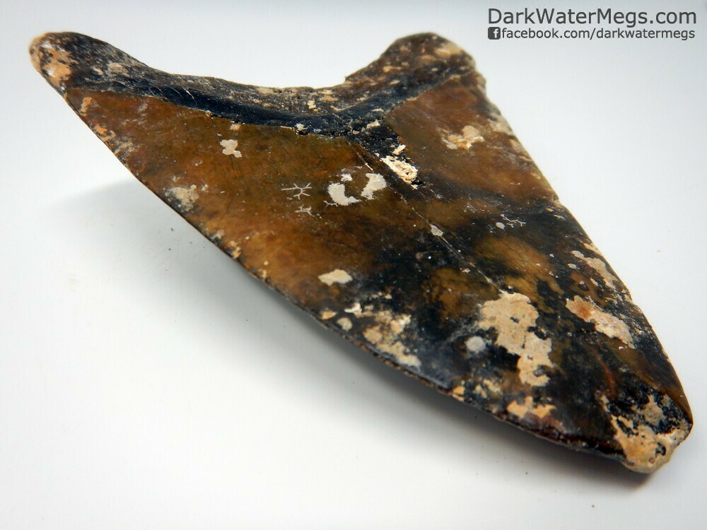 5.52&quot; Black and Orange Uncleaned Megalodon Tooth
