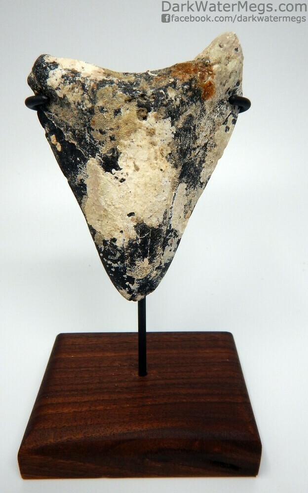 4.18&quot; Uncleaned Megalodon Tooth On Stand