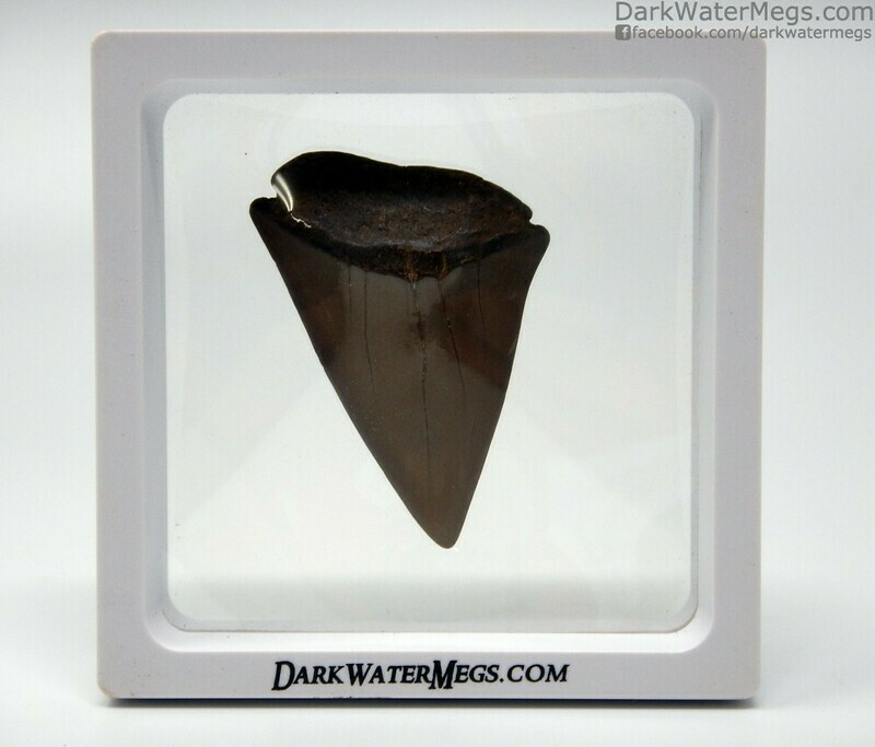 2.31&quot; large brown mako tooth in frame