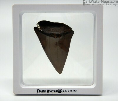 2.31" large brown mako tooth in frame