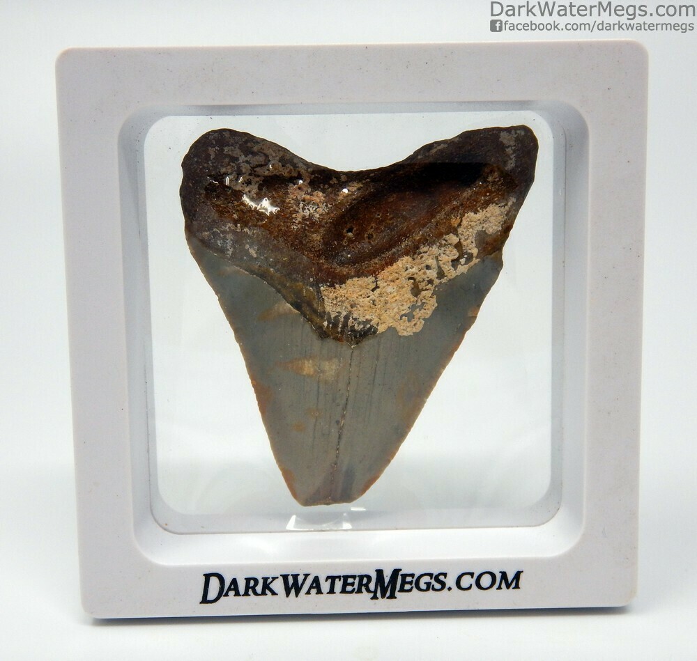 2.21&quot; megalodon In Floating Frame