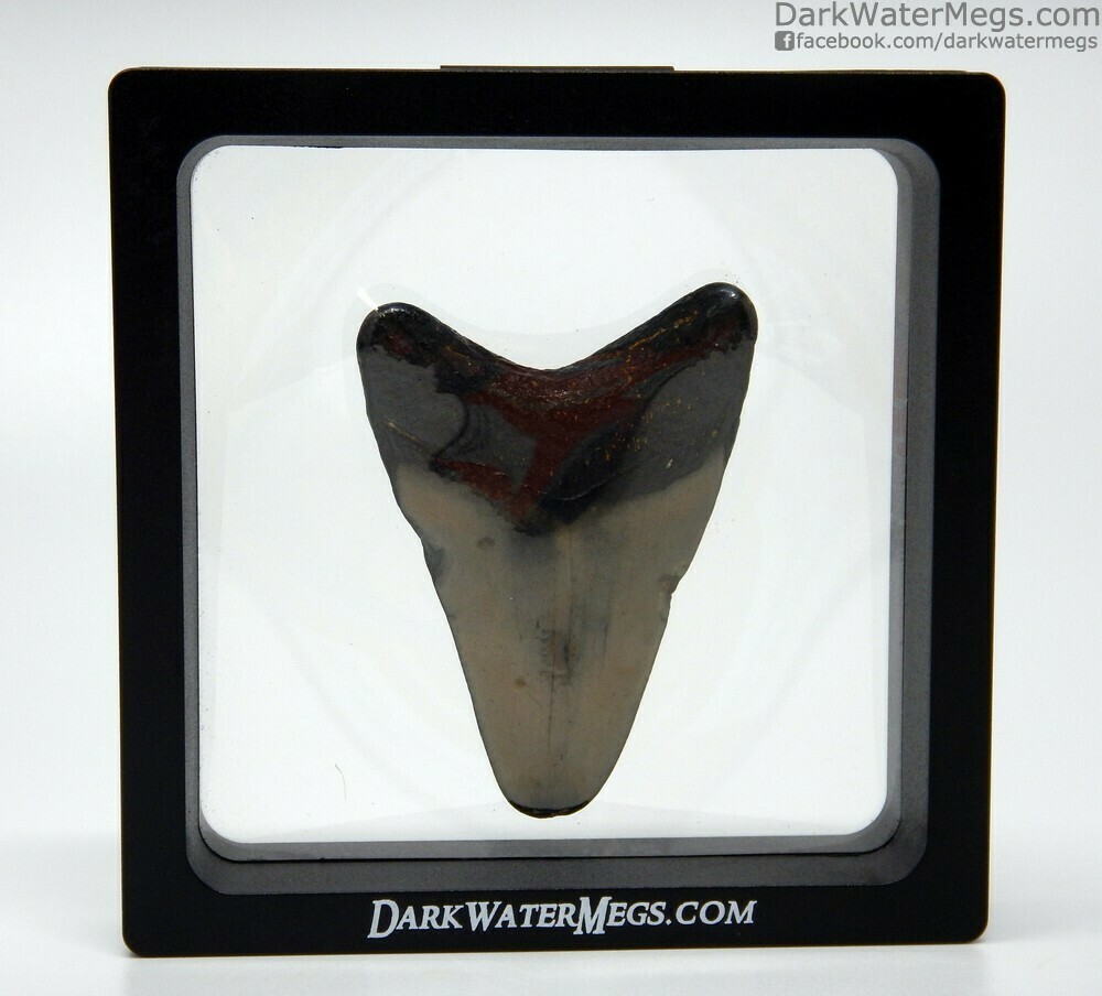 2.33&quot; small megalodon In Floating Frame