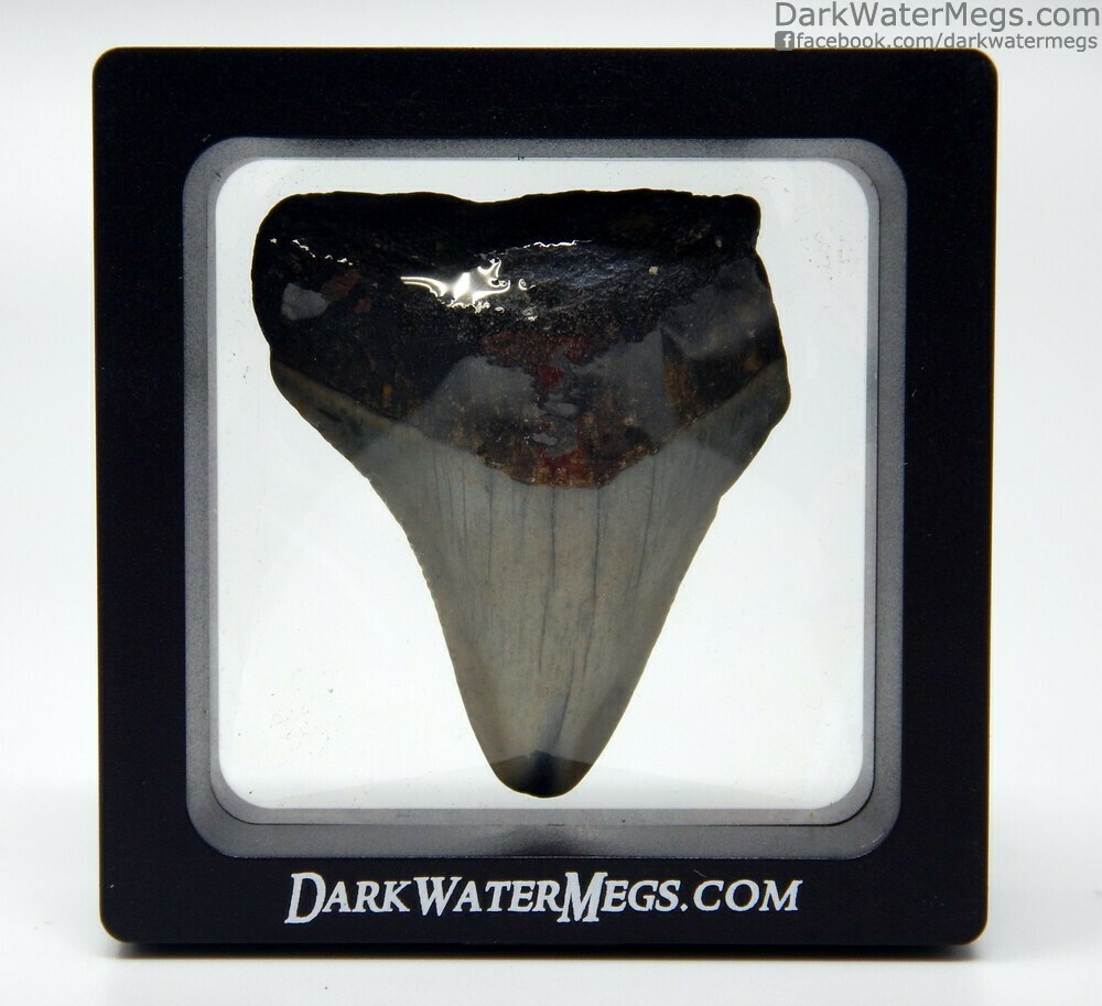 2.09&quot; small megalodon tooth In Floating Frame
