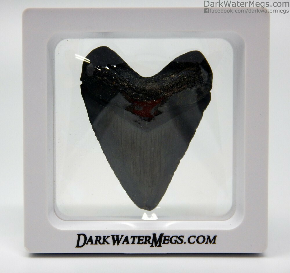 2.00&quot; small Hubbell megalodon In Floating Frame