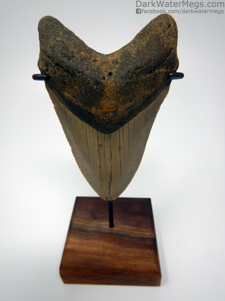 4.29&quot; beautiful megalodon tooth on stand