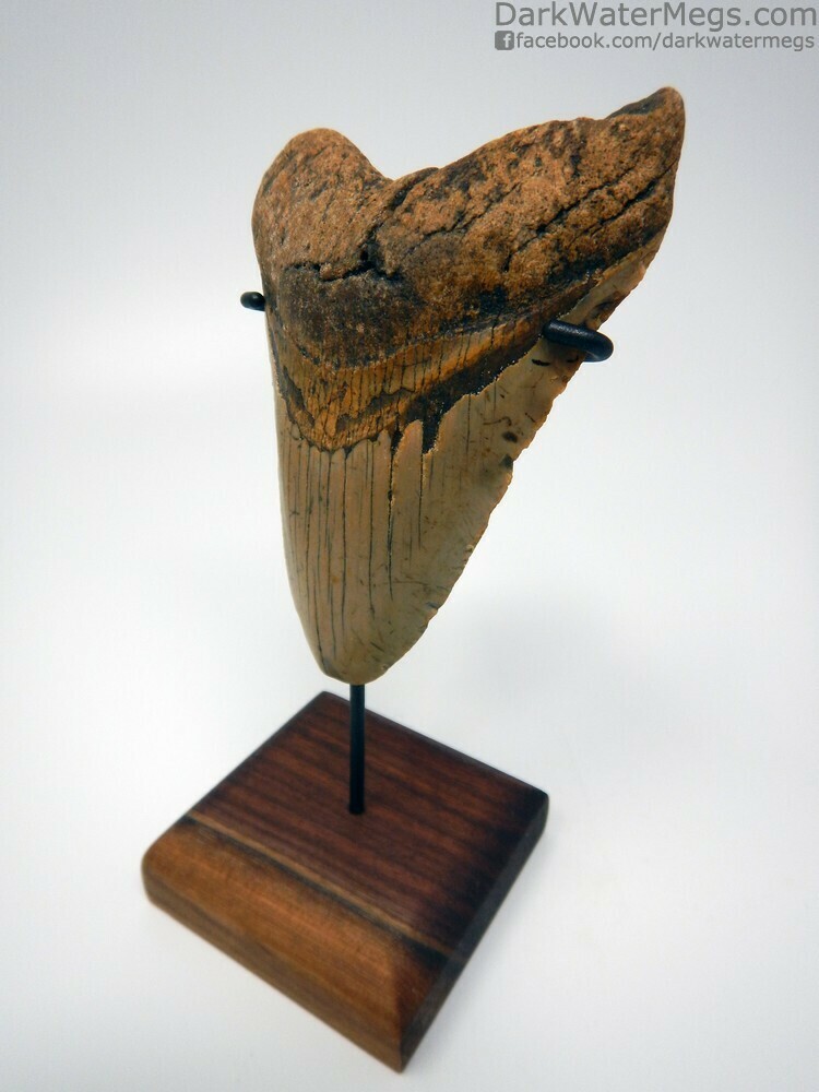 4.55&quot; orange and tan megalodon tooth on stand