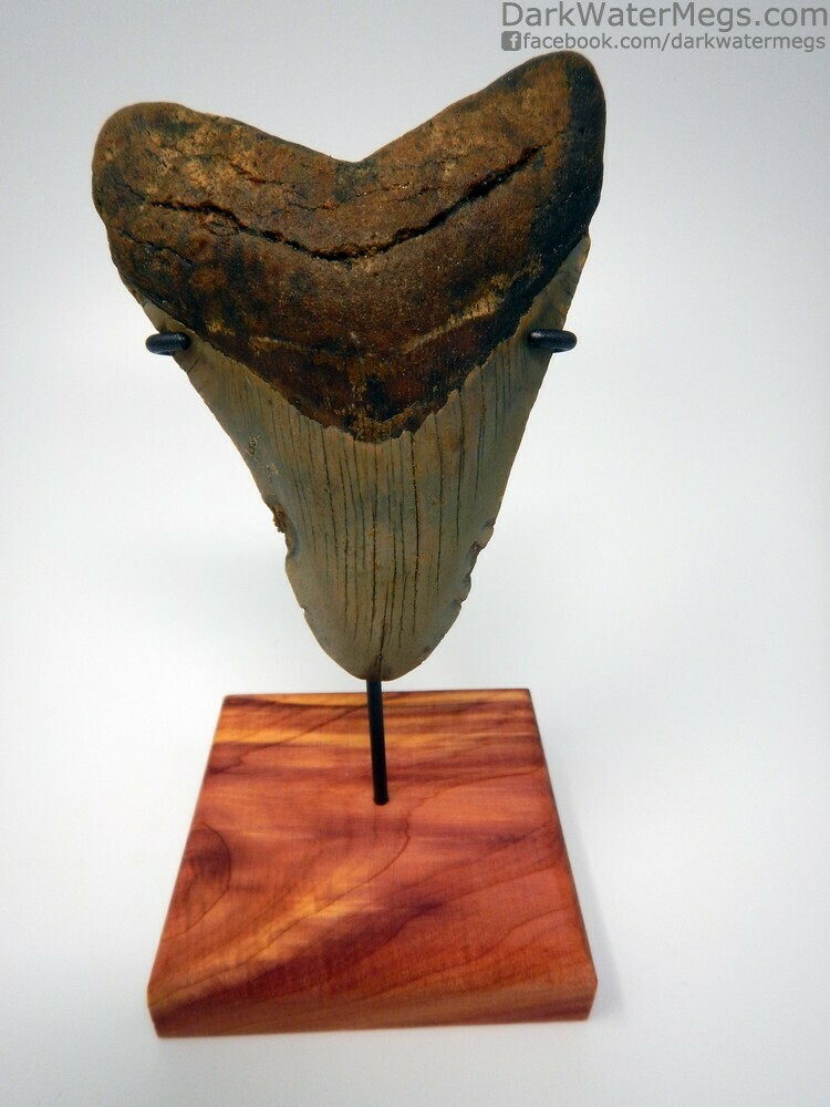 4.79&quot; big megalodon tooth on stand