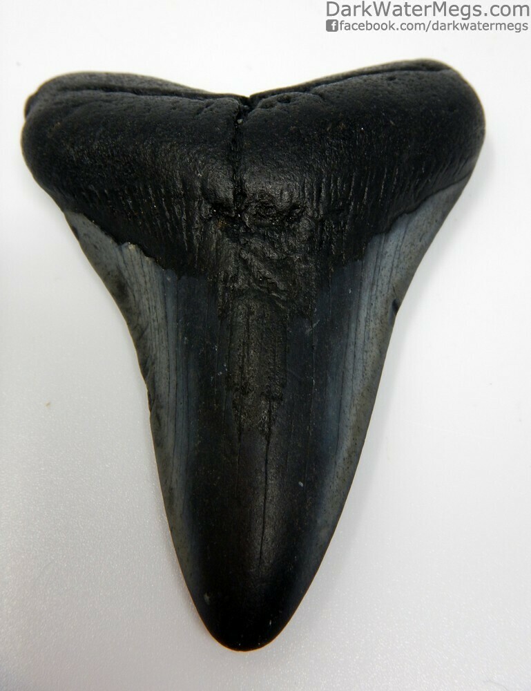 3.46&quot; jet black and grey megalodon tooth