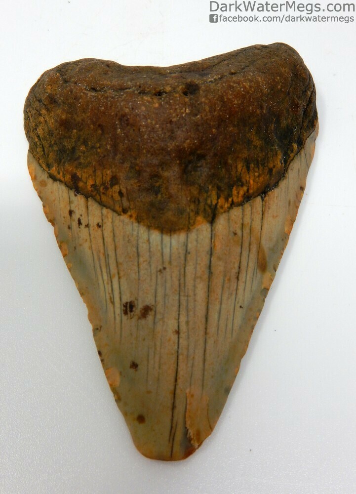 3.48&quot; orange and tan megalodon tooth