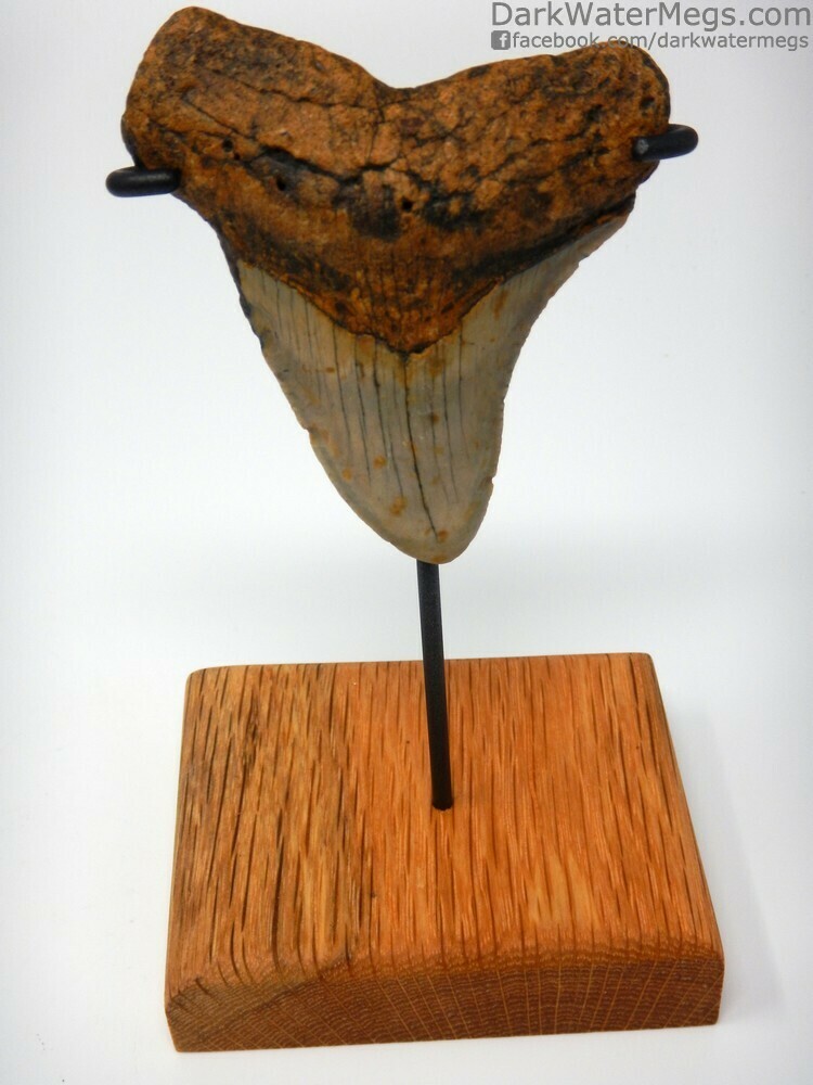 3.30&quot; orange and tan megalodon tooth on stand