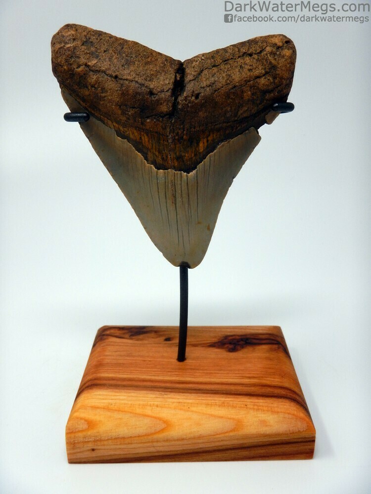 3.79&quot; nice megalodon tooth on stand