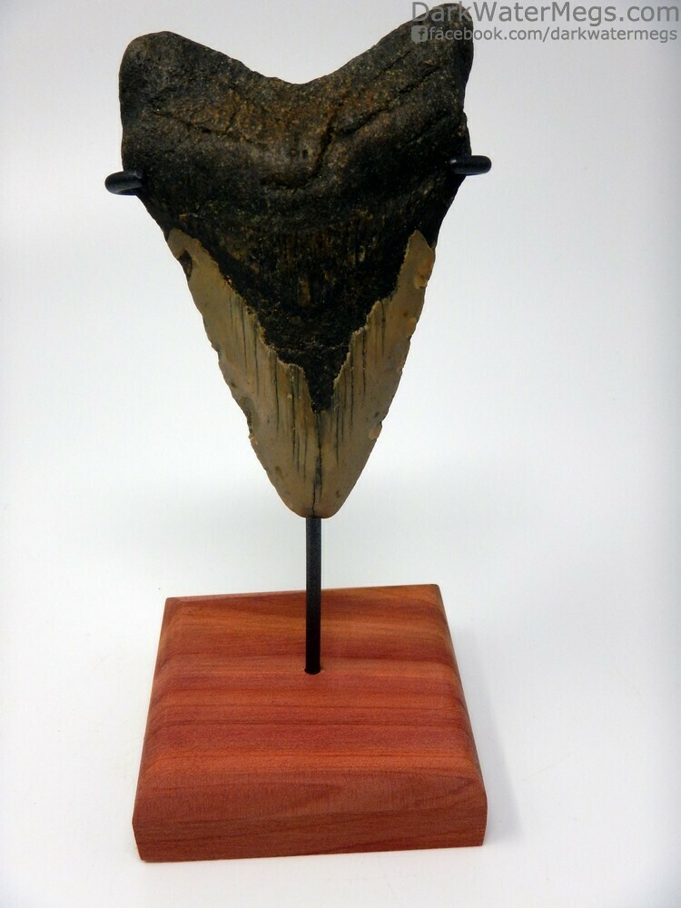 3.97&quot; long megalodon tooth on stand