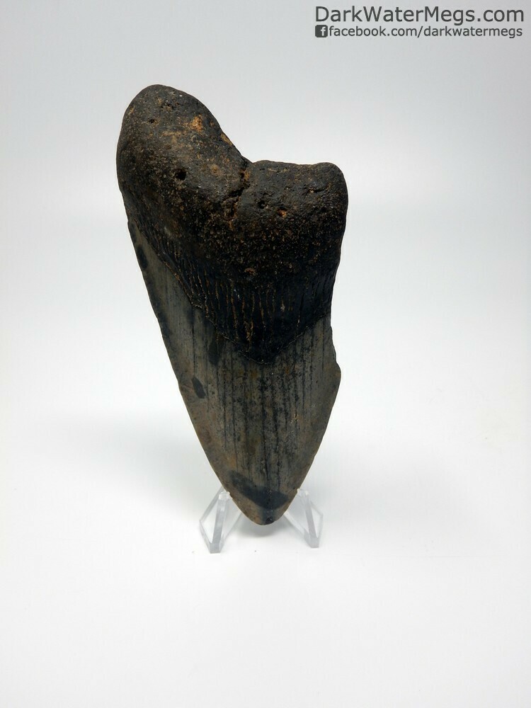 4.41 megalodon with clear stand