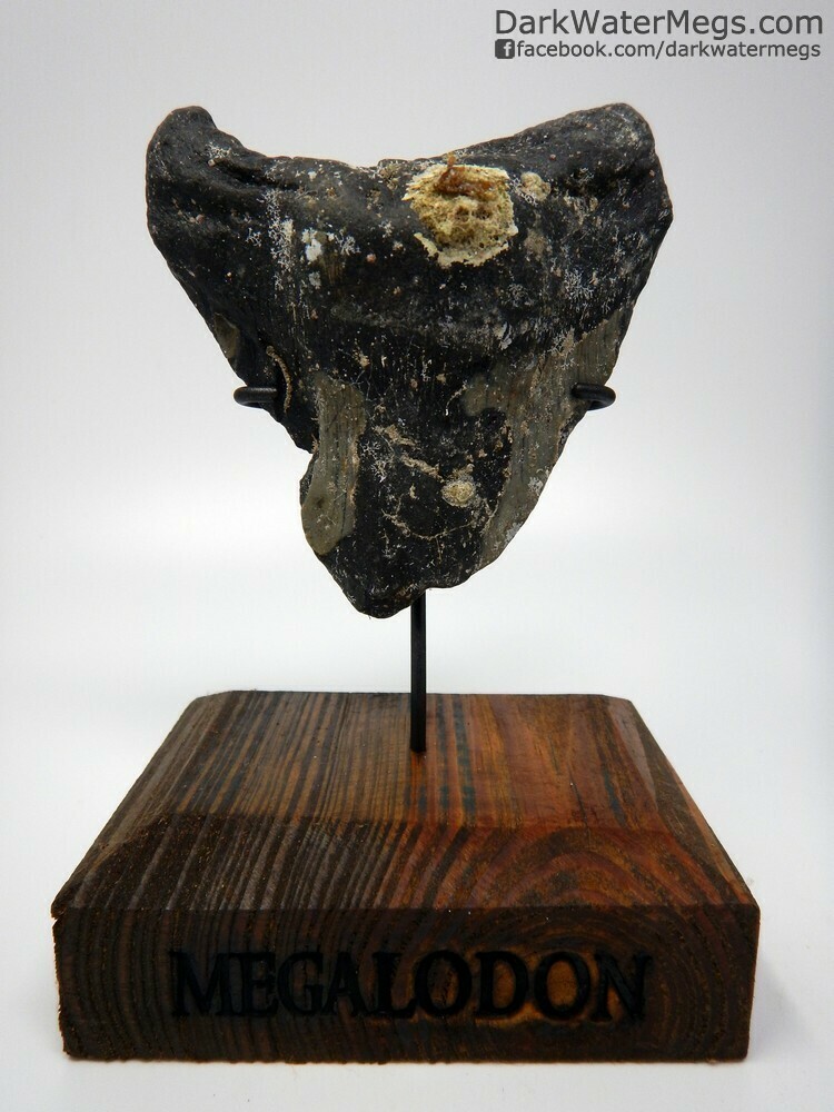 4.89 megalodon with wood stand