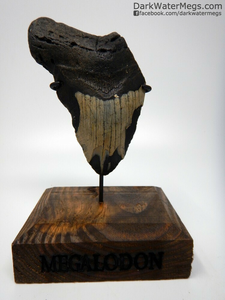 5.06 megalodon with wood stand