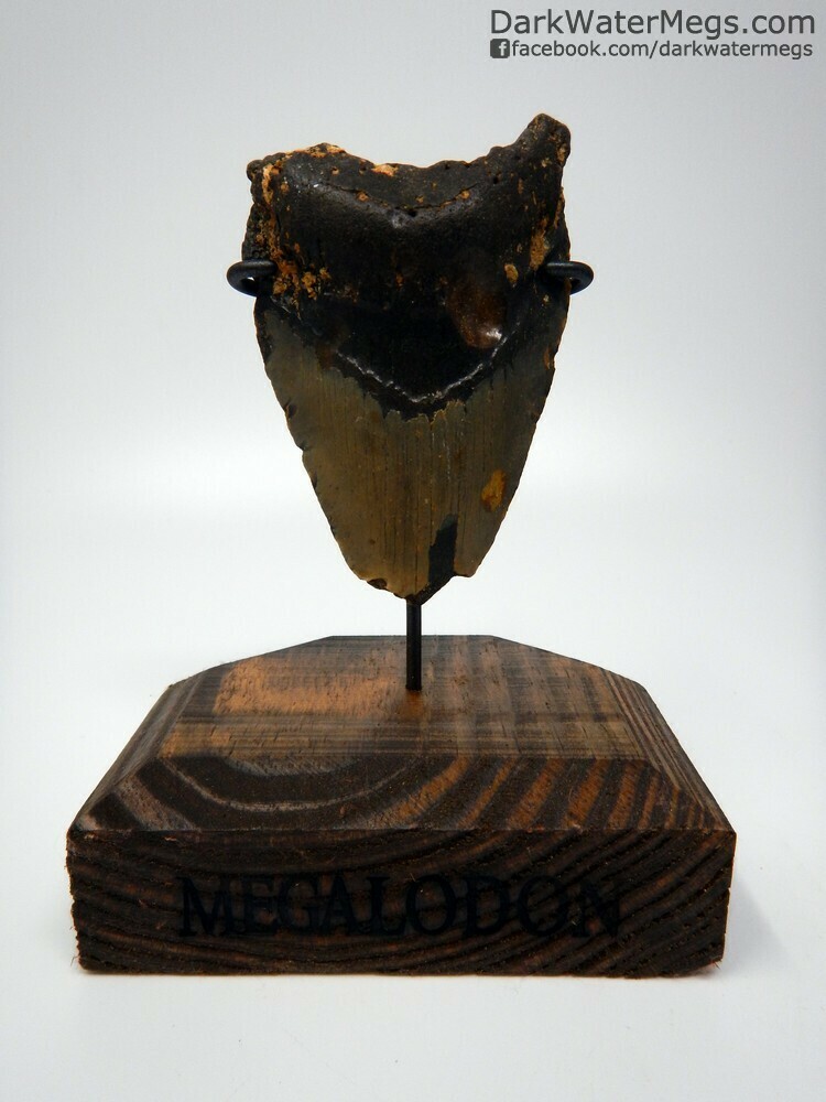 4.13 megalodon with wood stand